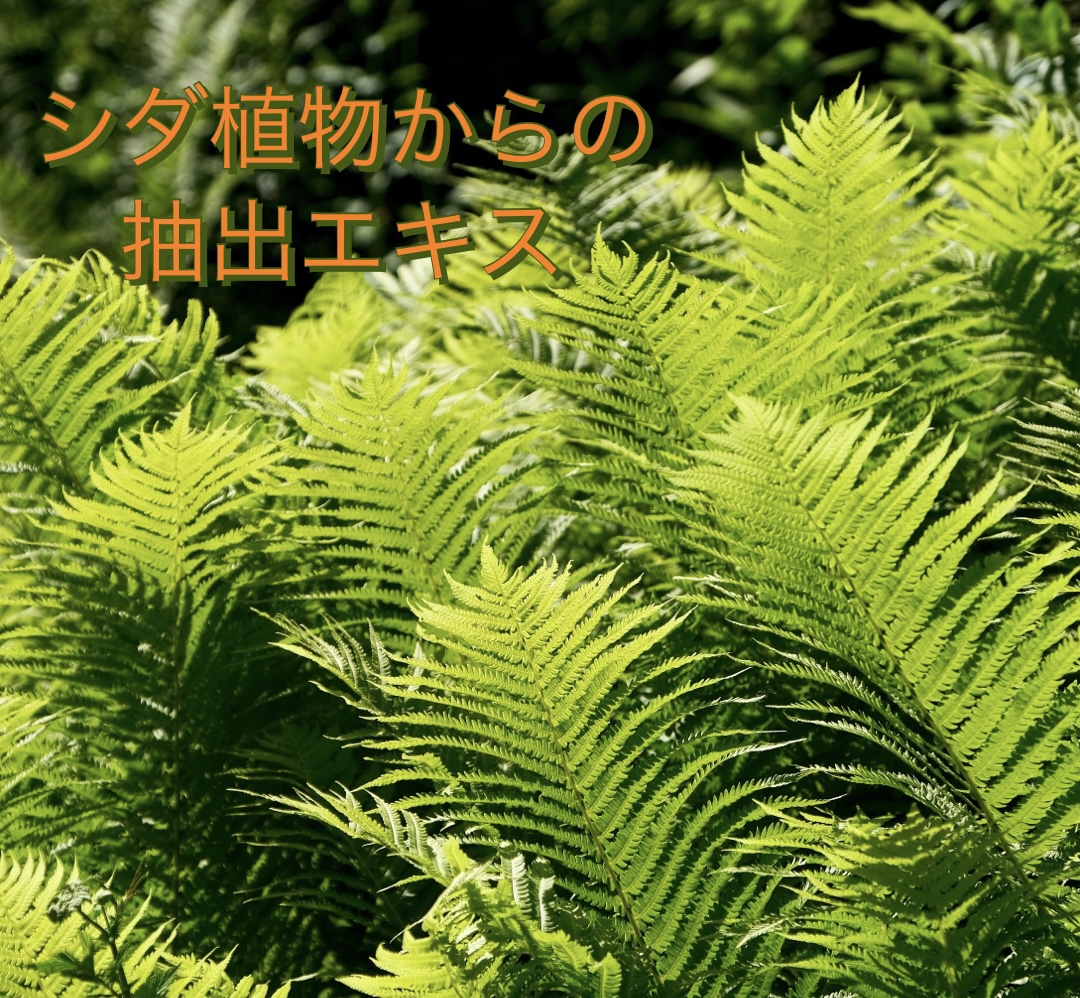 シダ植物